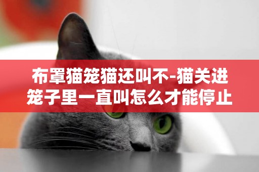 布罩貓籠貓還叫不-貓關進籠子里一直叫怎么才能停止