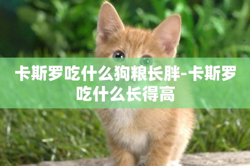 卡斯羅吃什么狗糧長胖-卡斯羅吃什么長得高