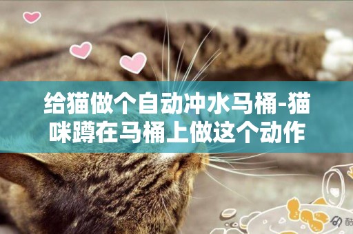 給貓做個自動沖水馬桶-貓咪蹲在馬桶上做這個動作