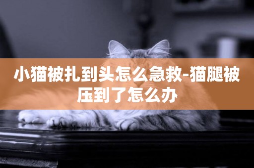 小貓被扎到頭怎么急救-貓腿被壓到了怎么辦