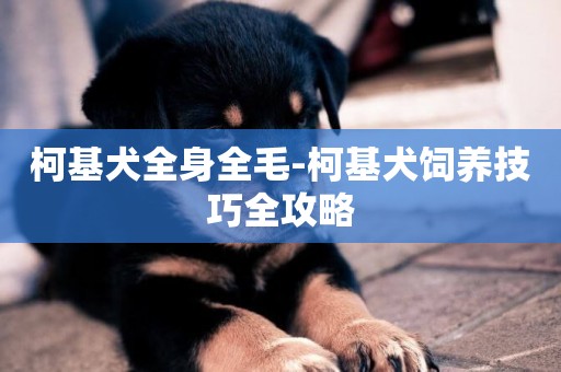 柯基犬全身全毛-柯基犬飼養技巧全攻略