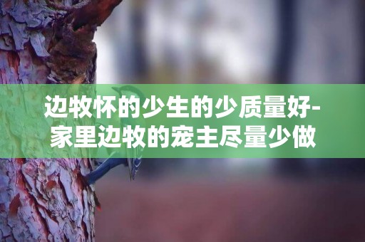 邊牧懷的少生的少質量好-家里邊牧的寵主盡量少做