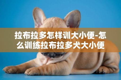 拉布拉多怎樣訓大小便-怎么訓練拉布拉多犬大小便