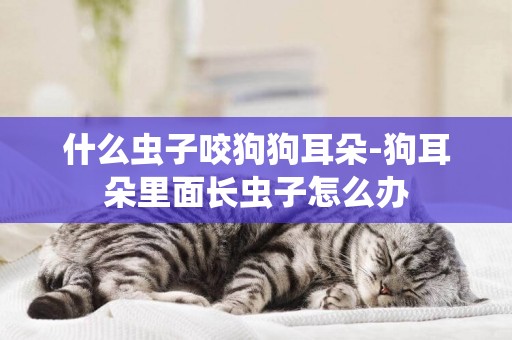 什么蟲子咬狗狗耳朵-狗耳朵里面長蟲子怎么辦