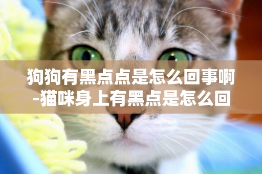 狗狗有黑點點是怎么回事啊-貓咪身上有黑點是怎么回事