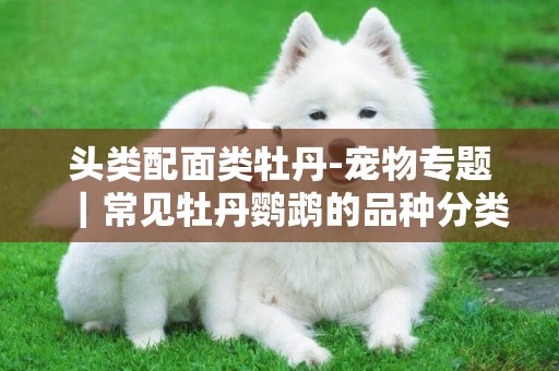 頭類配面類牡丹-寵物專題｜常見牡丹鸚鵡的品種分類
