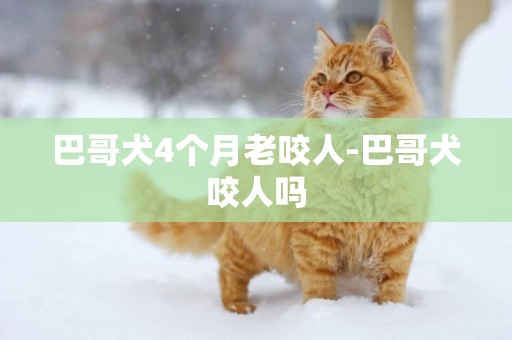 巴哥犬4個月老咬人-巴哥犬咬人嗎