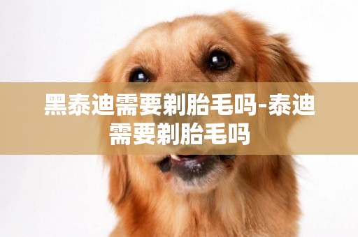 黑泰迪需要剃胎毛嗎-泰迪需要剃胎毛嗎