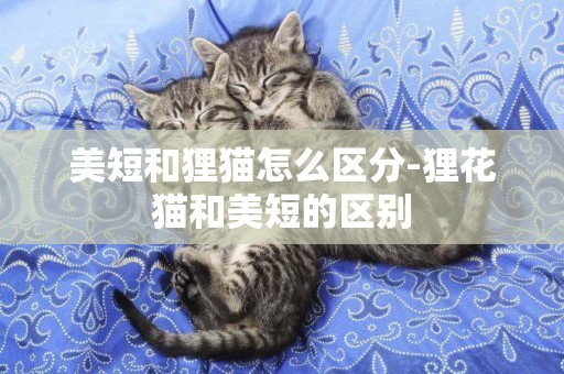 美短和貍貓怎么區分-貍花貓和美短的區別