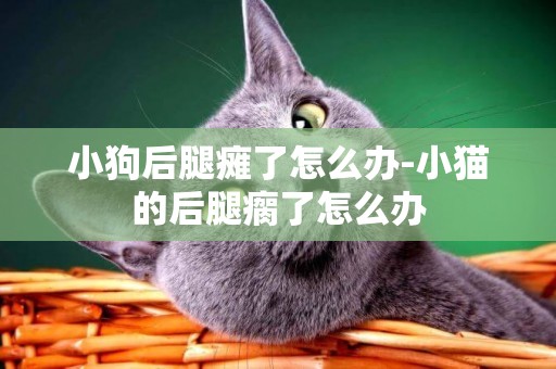 小狗后腿癱了怎么辦-小貓的后腿瘸了怎么辦