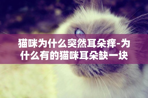 貓咪為什么突然耳朵癢-為什么有的貓咪耳朵缺一塊