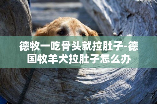 德牧一吃骨頭就拉肚子-德國牧羊犬拉肚子怎么辦