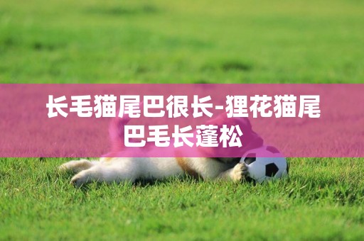 長毛貓尾巴很長-貍花貓尾巴毛長蓬松