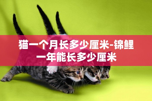 貓一個月長多少厘米-錦鯉一年能長多少厘米