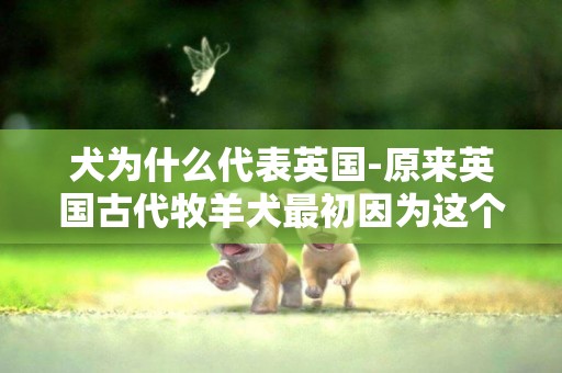 犬為什么代表英國-原來英國古代牧羊犬最初因為這個原因