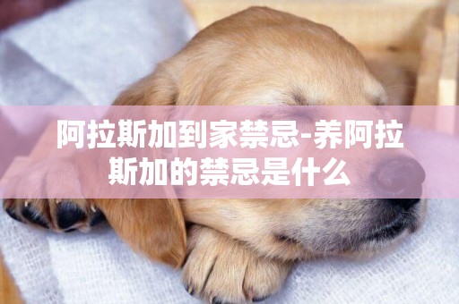 阿拉斯加到家禁忌-養阿拉斯加的禁忌是什么