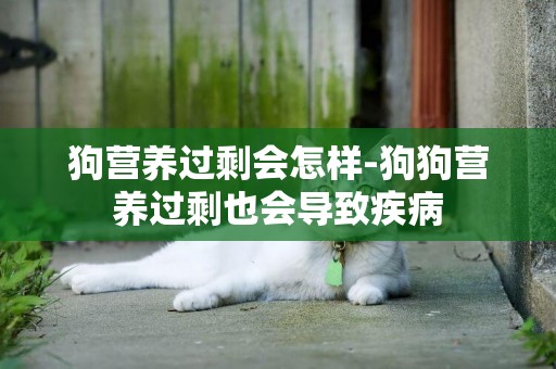 狗營養過剩會怎樣-狗狗營養過剩也會導致疾病