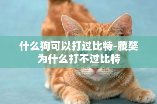 什么狗可以打過比特-藏獒為什么打不過比特