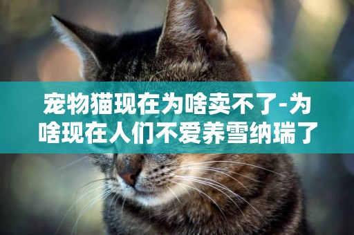 寵物貓現在為啥賣不了-為啥現在人們不愛養雪納瑞了