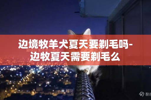 邊境牧羊犬夏天要剃毛嗎-邊牧夏天需要剃毛么