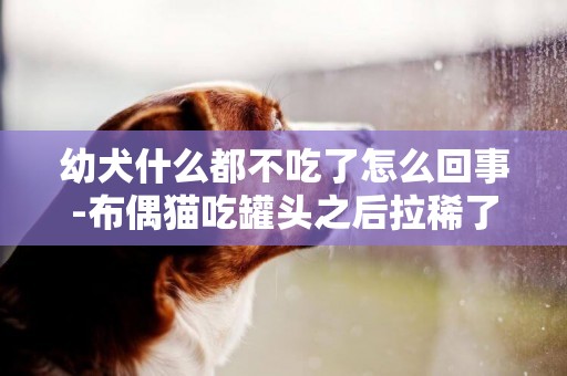 幼犬什么都不吃了怎么回事-布偶貓吃罐頭之后拉稀了怎么回事