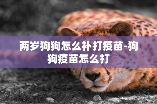兩歲狗狗怎么補打疫苗-狗狗疫苗怎么打