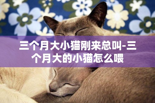 三個月大小貓剛來總叫-三個月大的小貓怎么喂