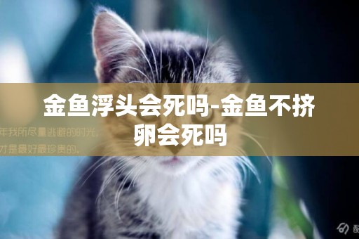 金魚浮頭會死嗎-金魚不擠卵會死嗎
