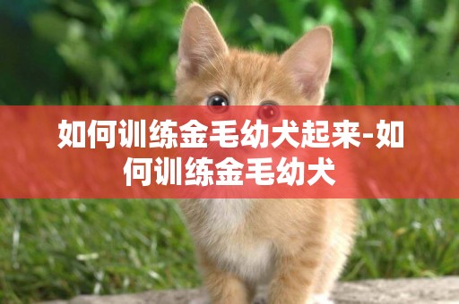 如何訓練金毛幼犬起來-如何訓練金毛幼犬