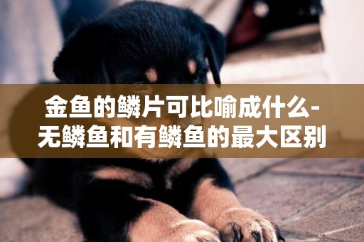 金魚的鱗片可比喻成什么-無鱗魚和有鱗魚的最大區別是什么