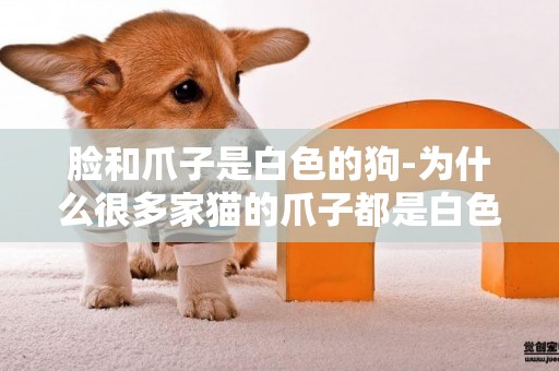 臉和爪子是白色的狗-為什么很多家貓的爪子都是白色的