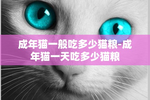 成年貓一般吃多少貓糧-成年貓一天吃多少貓糧