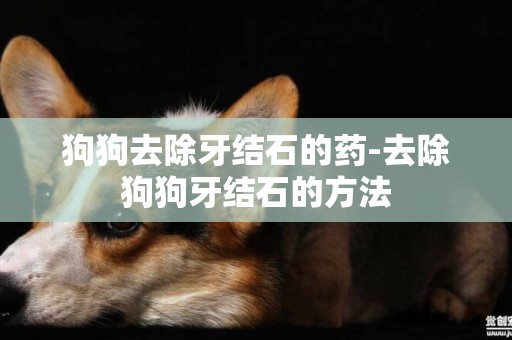 狗狗去除牙結石的藥-去除狗狗牙結石的方法