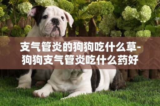 支氣管炎的狗狗吃什么草-狗狗支氣管炎吃什么藥好