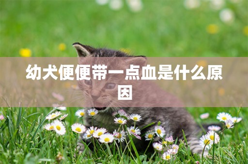 幼犬便便帶一點血是什么原因