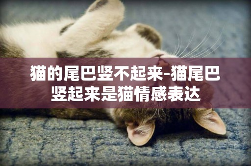 貓的尾巴豎不起來-貓尾巴豎起來是貓情感表達