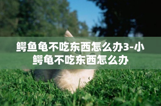 鱷魚龜不吃東西怎么辦3-小鱷龜不吃東西怎么辦