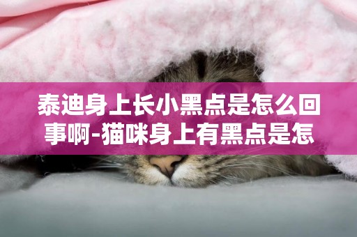 泰迪身上長小黑點是怎么回事啊-貓咪身上有黑點是怎么回事