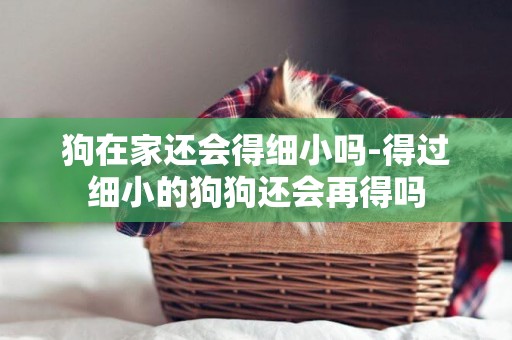 狗在家還會得細小嗎-得過細小的狗狗還會再得嗎