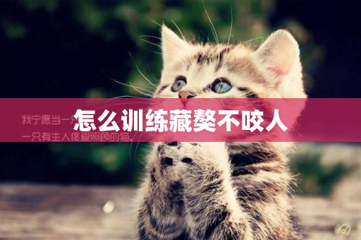 怎么訓練藏獒不咬人