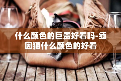 什么顏色的巨貴好看嗎-緬因貓什么顏色的好看