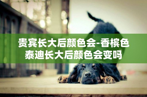 貴賓長大后顏色會-香檳色泰迪長大后顏色會變嗎
