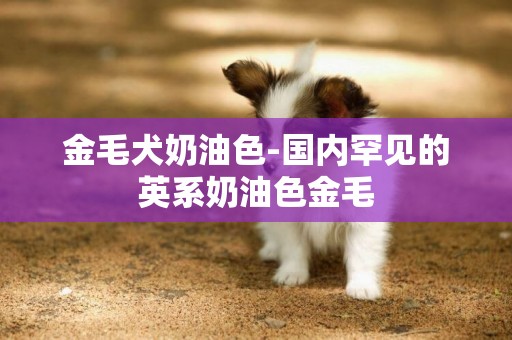 金毛犬奶油色-國內罕見的英系奶油色金毛