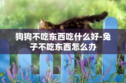 狗狗不吃東西吃什么好-兔子不吃東西怎么辦