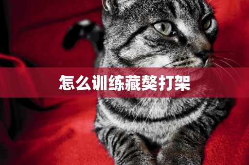 怎么訓練藏獒打架