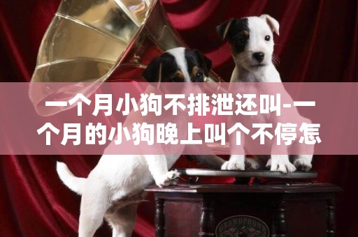 一個月小狗不排泄還叫-一個月的小狗晚上叫個不停怎么辦
