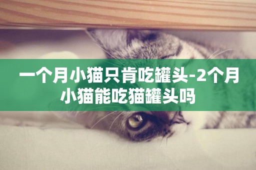 一個月小貓只肯吃罐頭-2個月小貓能吃貓罐頭嗎