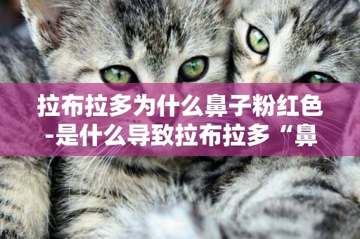 拉布拉多為什么鼻子粉紅色-是什么導致拉布拉多“鼻子褪色”呢
