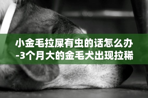 小金毛拉屎有蟲的話怎么辦-3個月大的金毛犬出現拉稀的情況怎么辦