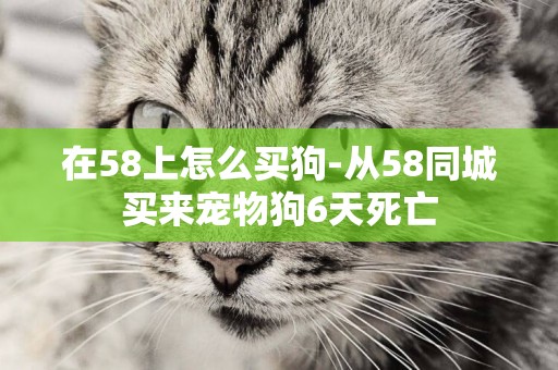 在58上怎么買狗-從58同城買來寵物狗6天死亡